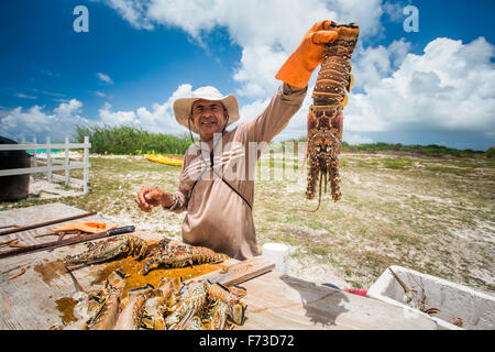 ANEGADA ISLAND, Isole Vergini Britanniche, Isole dei Caraibi. Un uomo detiene una aragosta fresca fino al di sopra di un tavolo di legno dove egli budella altri aragoste.