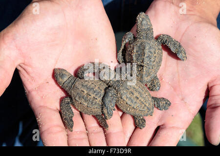 Due giorni di età larve tartaruga, Olive Ridley le tartarughe di mare, (Lepidochelys Olivacea) essendo tenuto in mano Foto Stock