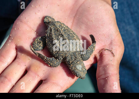 Due giorni di età Olive Ridley sea turtle hatchling tenuto in mano di un responsabile della conservazione, Puerto Vallarta, Messico Foto Stock