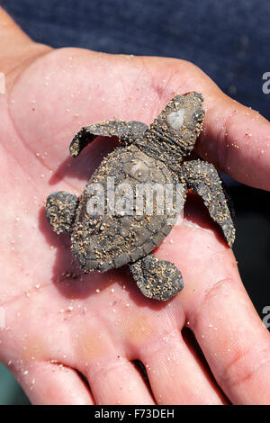 Due giorni di età Olive Ridley sea turtle hatchling tenuto in mano di un responsabile della conservazione, Puerto Vallarta, Messico Foto Stock