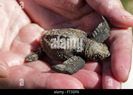 Due giorni di età Olive Ridley sea turtle hatchling tenuto in mano di un responsabile della conservazione, Puerto Vallarta, Messico Foto Stock