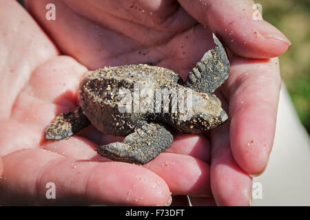 Due giorni di età Olive Ridley sea turtle hatchling tenuto in mano di un responsabile della conservazione, Puerto Vallarta, Messico Foto Stock