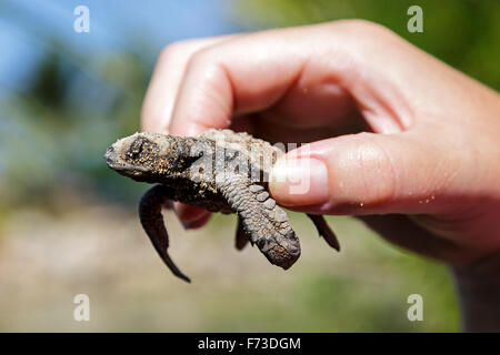 Due giorni di età Olive Ridley sea turtle hatchling tenuto in mano di un responsabile della conservazione, Puerto Vallarta, Messico Foto Stock