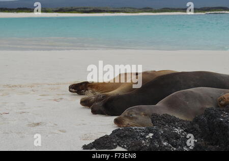 Le Galapagos Sea Lion di dormire sulla spiaggia al punto di cormorani, Isla Floreana, Isole Galapagos. Foto Stock