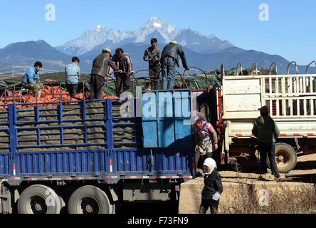 Yulong cinese della provincia dello Yunnan. 24 Novembre, 2015. La gente di Naxi locale gruppo etnico di patate di carico su un carrello in Tianhong Village, situato ad una altitudine di circa 3000 metri, in Yulong Naxi contea autonoma, a sud-ovest della Cina di Provincia di Yunnan, nov. 24, 2015. © Yang Zongyou/Xinhua/Alamy Live News Foto Stock