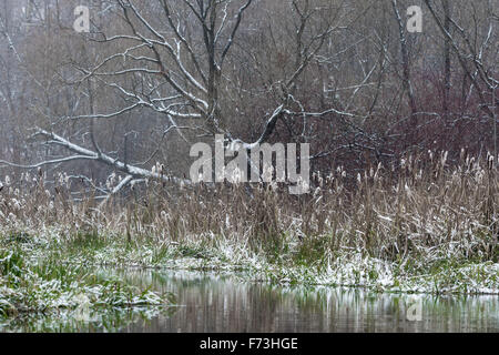 Lo stagno nella foresta coperti dalla prima neve Foto Stock