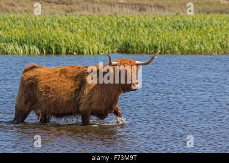 Highland bestiame. Mucca a piedi in acqua poco profonda. Paesi Bassi Foto Stock