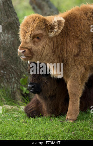 Highland bestiame. Due vitelli, uno di loro giacente, gli altri in piedi. Paesi Bassi Foto Stock