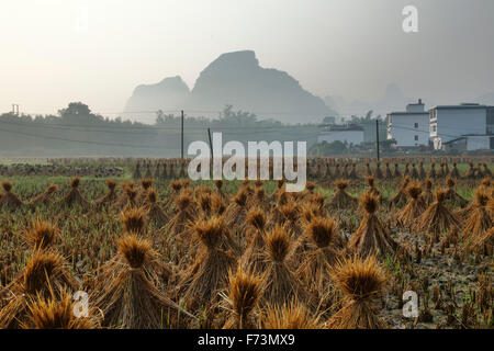 Villaggio di campi di riso di riso con le balle di paglia di asciugatura Regione Guilin Guangxi, Cina LA008006 Foto Stock