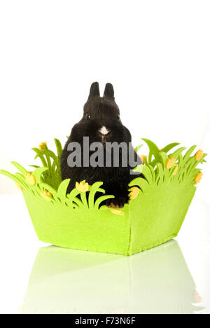 Coniglio nano. Coniglio nero nel verde di un cesto di Pasqua. Studio Immagine contro uno sfondo bianco Foto Stock