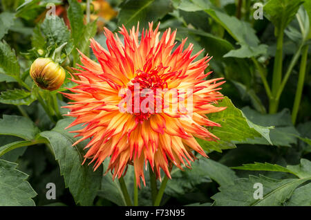 Dahlia Le Feu Du Soleil fioritura in settembre nel Regno Unito Foto Stock