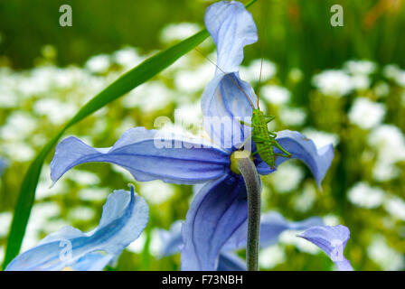 Larva di una locusta (Tettigonioidae) su tutta Klematis-lasciava in fiore (Clematis integrifolia L.) Foto Stock