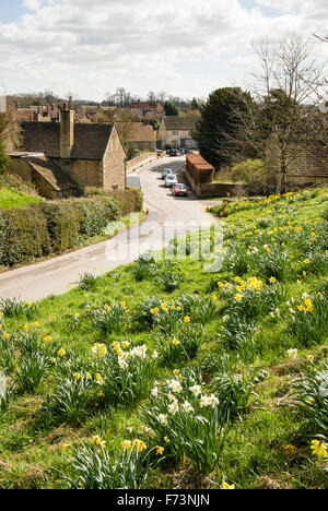 Giunchiglie su una banca stradale sull'approccio di Lacock villaggio nel WILTSHIRE REGNO UNITO Foto Stock