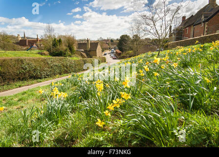 Naturalizzato narciso sulla banca del villaggio di Lacock REGNO UNITO Foto Stock