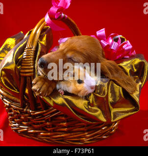 Festosa, Capodanno, regalo di Natale un cucciolo di setter irlandese (Irish Setter) in un cestello con una cavia. (Cavia porcellus), Foto Stock