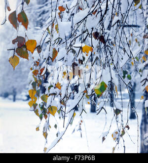 I rami di betulla ricoperto di neve. formato quadrato. Foto Stock