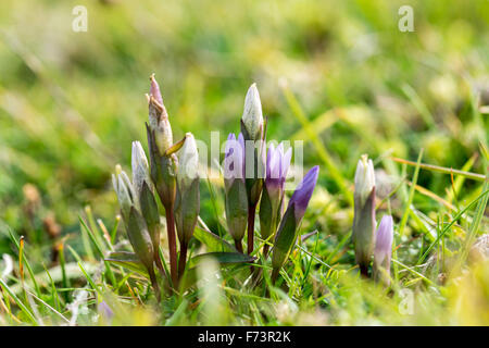 Campo Genziana Gentianella campestris cresce su Aberffraw dune di sabbia su Anglesey North Wales Foto Stock