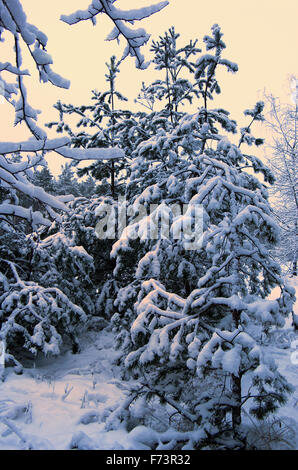 Abeti sotto la neve. Giornata di sole. Formato verticale. Foto Stock