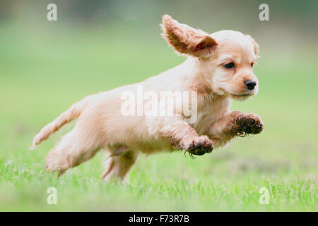 American Cocker Spaniel. Puppy in esecuzione su di un prato. Germania Foto Stock