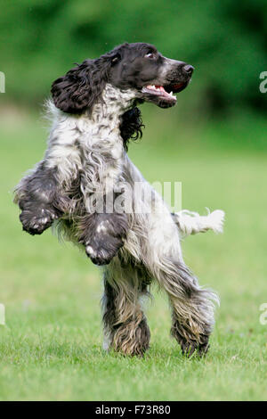 English Cocker Spaniel. Adulto in posizione verticale sull'erba. Germania Foto Stock