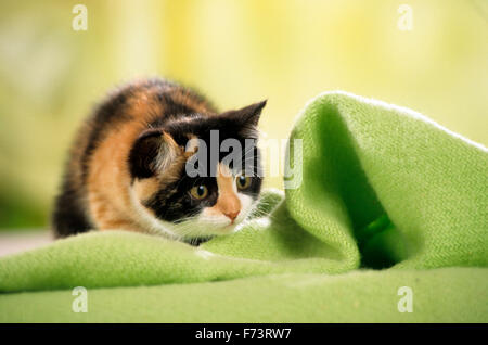 Il gatto domestico. Gattino tricolore in agguato su una coperta di verde. Studio Immagine. Germania. Foto Stock