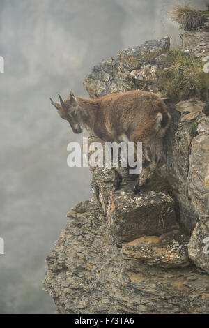 Alpine Ibex / Steinbock / Alpensteinbock ( Capra ibex ) in piedi in una ripida scogliera in alta montagna gamma, naturali dai colori tenui. Foto Stock