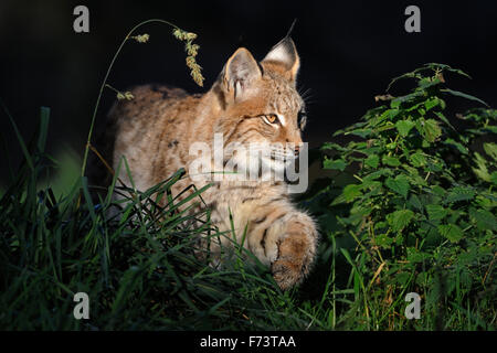 Giovani lince euroasiatica / Eurasischer Luchs ( Lynx lynx ) culmi in Spotlight attraverso naturale alta vegetazione, zampa imbottita. Foto Stock