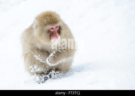 Macaque giapponese seduta nella neve Foto Stock