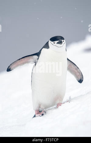 Pinguini Chinstrap camminare su un pendio ghiacciato in Antartide Foto Stock