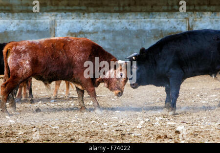 I tori da corrida in agriturismo Foto Stock