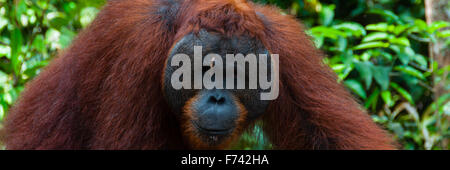 Orang Utan maschio alfa in piedi in Borneo Indonesia Foto Stock