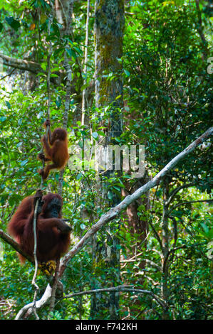 Madre degli Oranghi e baby sitter su un albero nella giungla, Indonesia Foto Stock