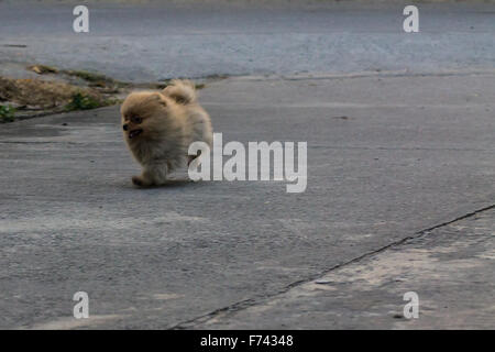 Cucciolo di Pomerania in esecuzione Foto Stock