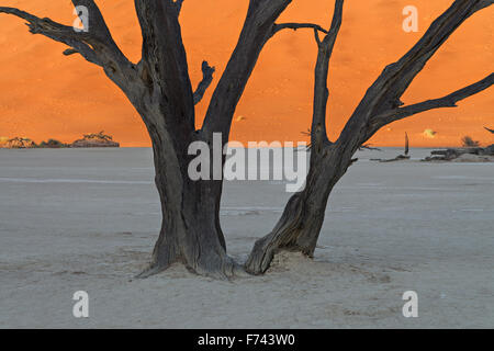 Sunrise in Deadvlei illuminando le dune di sabbia rossa mentre il pavimento e il scorched alberi morti sono ancora nelle ombre Foto Stock
