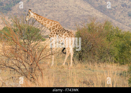 La giraffa alimentazione su foglie di acacia poco dopo l'alba in Pilanesberg Game Reserve, Sud Africa Foto Stock