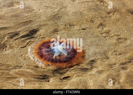 Medusa gigante di sinistra sulla spiaggia con la bassa marea su Pelican Point, Walvis Bay, Namibia Foto Stock