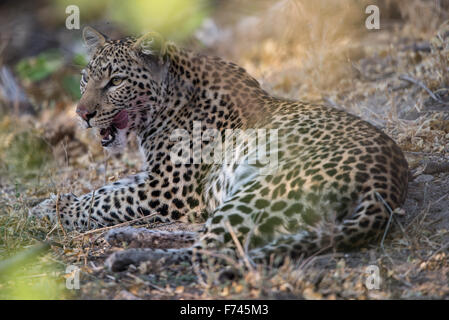 Giovani femmine leopard (panthera pardus) con kill su sfondo di Moremi NP, Botswana Foto Stock