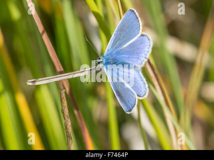 Agrifoglio maschio Blue Butterfly - Celastrina argiolus Foto Stock