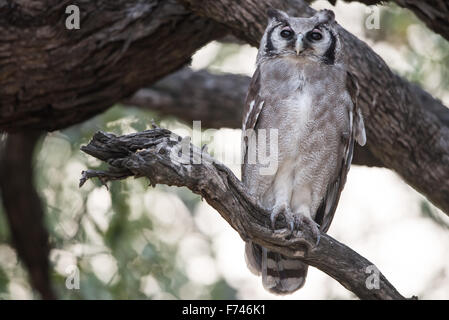 Milky gufo reale o gigante gufo reale nella struttura ad albero Foto Stock