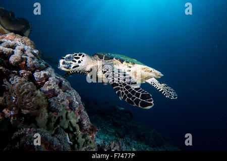 Una tartaruga embricata - Eretmochelys Imbricata - alimenta sulla barriera corallina. Prese nel Parco Nazionale di Komodo, Indonesia. Foto Stock