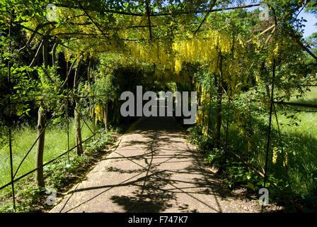 Il maggiociondolo a piedi, Richmond Park, Richmond, Surrey, Inghilterra Foto Stock