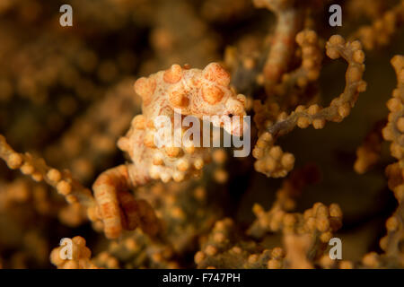 Un giallo cavalluccio marino pigmeo - Hippocampus bargibanti - nasconde nella sua gorgonia ospite mare fan. Prese nel Parco Nazionale di Komodo, Indonesia Foto Stock