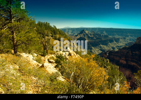 Grand Canyon Nat'l Park, North Rim- Un si affacciano sul Bright Angel Trail. Foto Stock