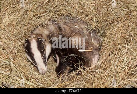 Unione Badger in capannoni di recupero Foto Stock