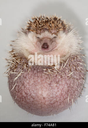 Nana africana, Hedgehog Atelerix albiventris, quattro-toed Riccio, addomesticati, Mammifero, animale, studio, sfondo bianco Foto Stock