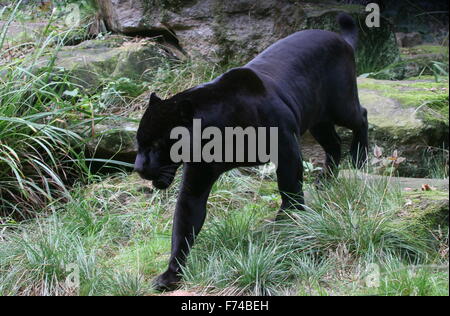 Voce maschile Sud Americana Giaguaro Nero (Panthera onca) sul prowl Foto Stock