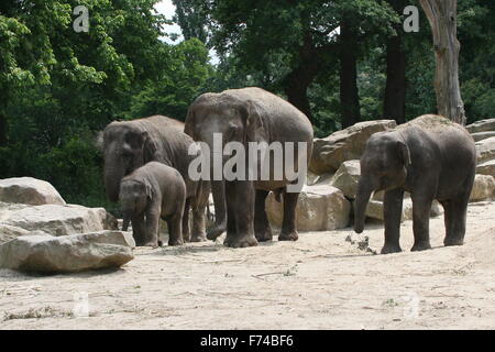 Branco di elefanti asiatici (Elephas maximus Indicus) Foto Stock