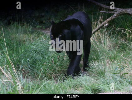 Voce maschile Sud Americana Giaguaro Nero (Panthera onca) sul prowl Foto Stock