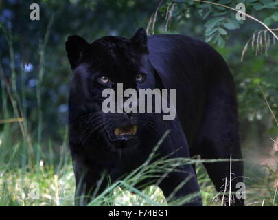 Voce maschile Sud Americana Giaguaro Nero (Panthera onca) sul prowl Foto Stock