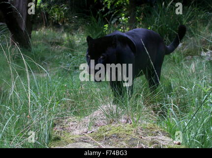 Voce maschile Sud Americana Giaguaro Nero (Panthera onca) sul prowl Foto Stock